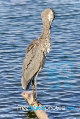 Image Of A Great Blue Heron Cleaning Feathers Stock Photo