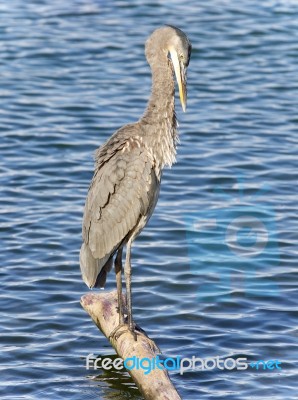 Image Of A Great Blue Heron Cleaning Feathers Stock Photo