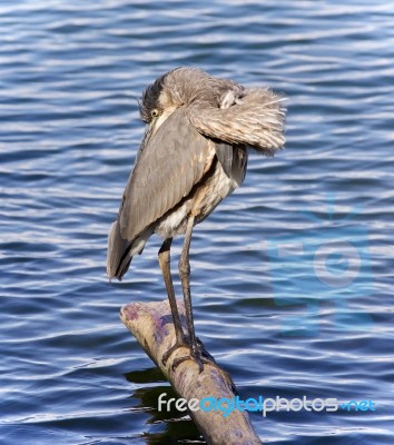 Image Of A Great Blue Heron Cleaning Feathers Stock Photo