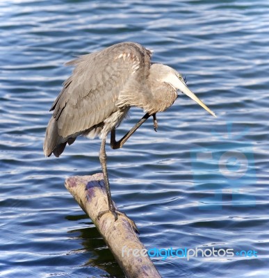 Image Of A Great Blue Heron Cleaning Feathers Stock Photo