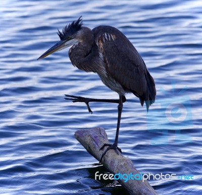 Image Of A Great Blue Heron Cleaning Feathers Stock Photo