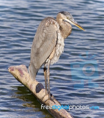 Image Of A Great Blue Heron Cleaning Feathers Stock Photo