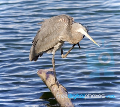 Image Of A Great Blue Heron Cleaning Feathers Stock Photo