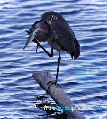 Image Of A Great Blue Heron Cleaning Feathers Stock Photo