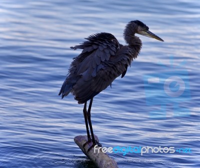 Image Of A Great Blue Heron Cleaning Feathers Stock Photo