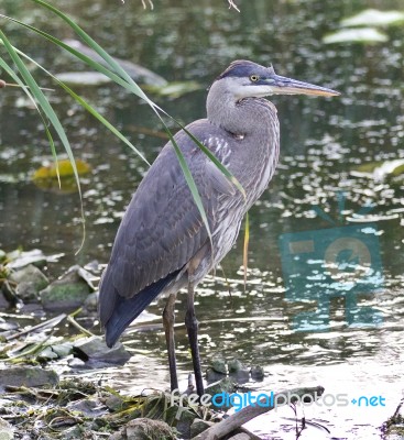 Image Of A Great Blue Heron Standing In The Mud Stock Photo