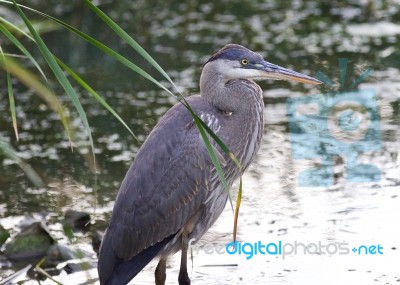 Image Of A Great Blue Heron Standing In The Mud Stock Photo