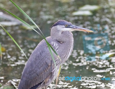 Image Of A Great Blue Heron Standing In The Mud Stock Photo