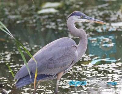 Image Of A Great Blue Heron Standing In The Mud Stock Photo