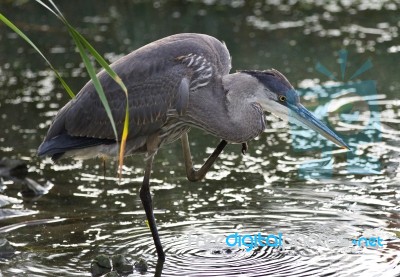 Image Of A Great Blue Heron Standing In The Mud Stock Photo