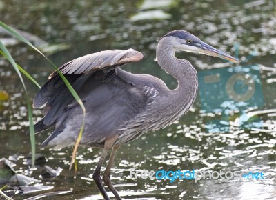 Image Of A Great Blue Heron Standing In The Mud Stock Photo