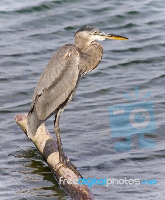 Image Of A Great Blue Heron Standing On A Log Stock Photo