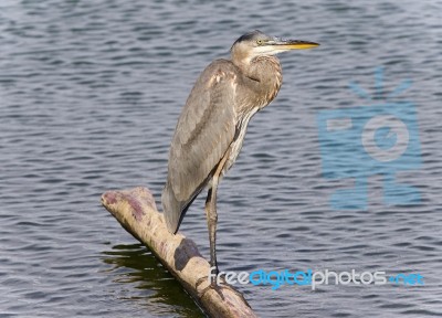 Image Of A Great Blue Heron Standing On A Log Stock Photo