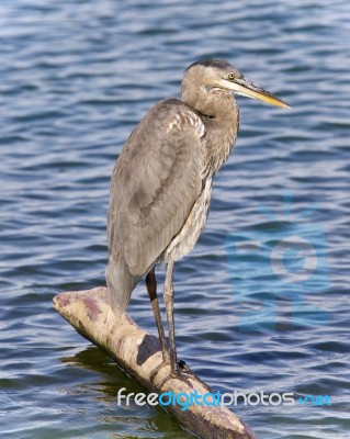 Image Of A Great Blue Heron Standing On A Log Stock Photo