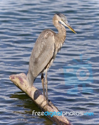 Image Of A Great Blue Heron Standing On A Log Stock Photo