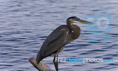 Image Of A Great Blue Heron Standing On A Log Stock Photo