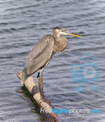 Image Of A Great Blue Heron Standing On A Log Stock Photo