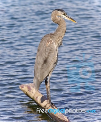 Image Of A Great Blue Heron Standing On A Log Stock Photo