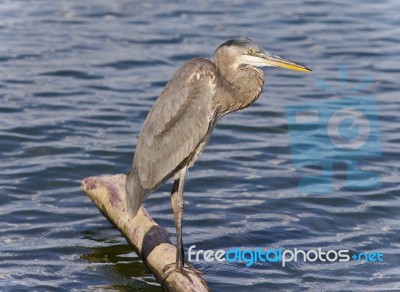 Image Of A Great Blue Heron Standing On A Log Stock Photo