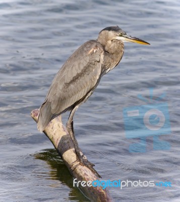 Image Of A Great Blue Heron Watching Somewhere Stock Photo