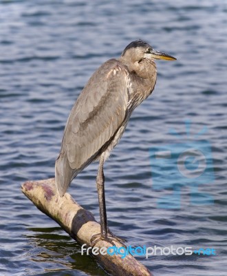 Image Of A Great Blue Heron Watching Somewhere Stock Photo