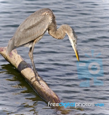 Image Of A Great Blue Heron Watching Somewhere Stock Photo