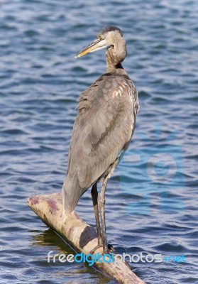 Image Of A Great Blue Heron Watching Somewhere Stock Photo