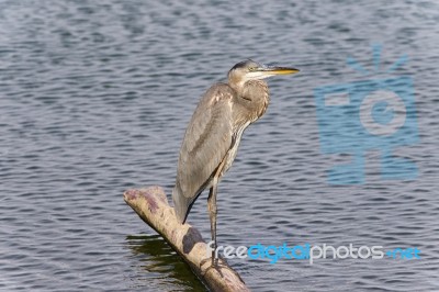 Image Of A Great Blue Heron Watching Somewhere Stock Photo