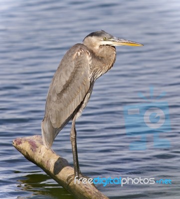 Image Of A Great Blue Heron Watching Somewhere Stock Photo