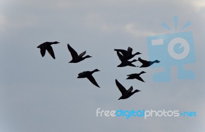 Image Of A Group Of Mallards Flying In The Sky Stock Photo