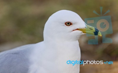 Image Of A Gull Looking For Food On A Shore Stock Photo