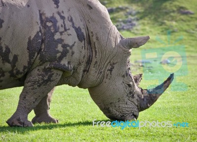 Image Of A Rhinoceros Eating The Grass On A Field Stock Photo