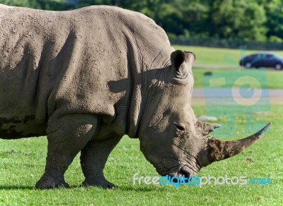 Image Of A Rhinoceros Eating The Grass On A Field Stock Photo