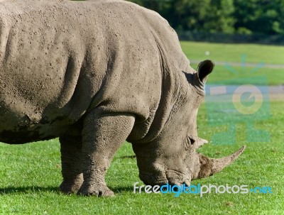 Image Of A Rhinoceros Eating The Grass On A Field Stock Photo