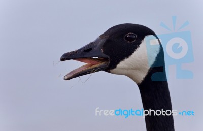 Image Of A Scared Canada Goose Screaming Stock Photo