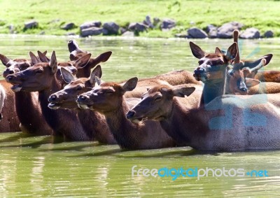 Image Of A Swarm Of Antelopes Swimming Together Stock Photo