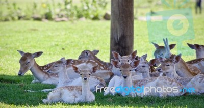 Image Of A Swarm Of Cute Small Deer In A Shadow Stock Photo