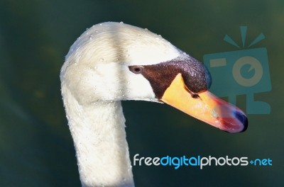 Image Of A Thoughtful Mute Swan In Water Stock Photo