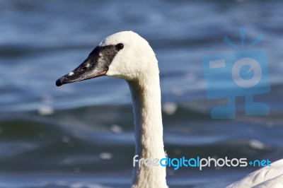 Image Of A Trumpeter Swan Swimming In Lake Stock Photo