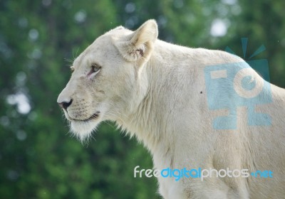 Image Of A White Lion Looking Aside In A Field Stock Photo