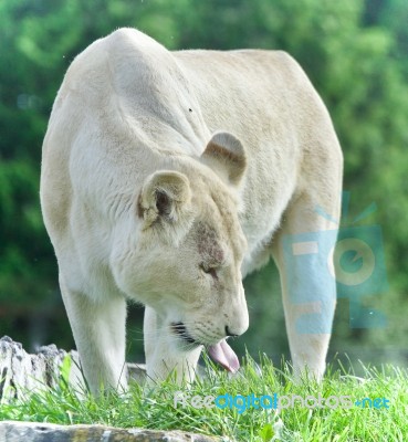 Image Of A White Lion Walking On A Grass Field Stock Photo