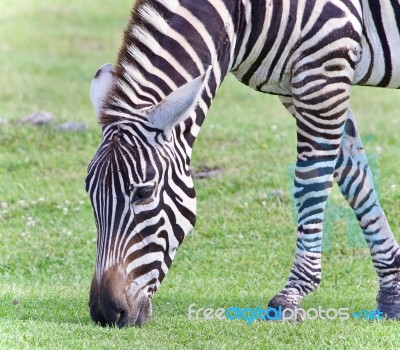 Image Of A Zebra Eating The Grass On A Field Stock Photo