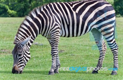 Image Of A Zebra Eating The Grass On A Field Stock Photo