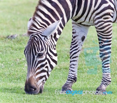 Image Of A Zebra Eating The Grass On A Field Stock Photo