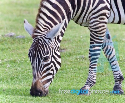 Image Of A Zebra Eating The Grass On A Field Stock Photo