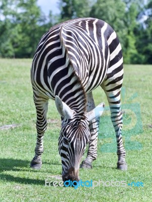 Image Of A Zebra Eating The Grass On A Field Stock Photo