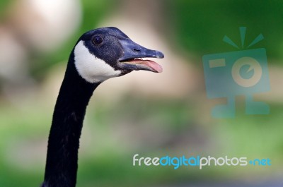 Image Of An Emotional Canada Goose Screaming Stock Photo