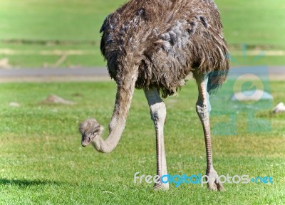 Image Of An Ostrich Walking On A Grass Field Stock Photo