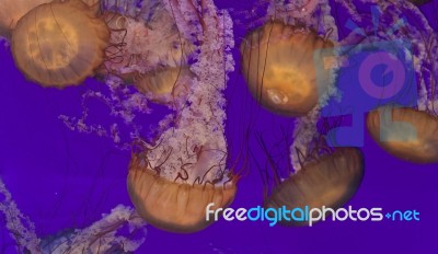 Image Of Several Beautiful Deadly Jellyfishes Stock Photo