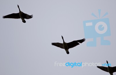 Image Of Three Canada Geese Flying In The Sky Stock Photo